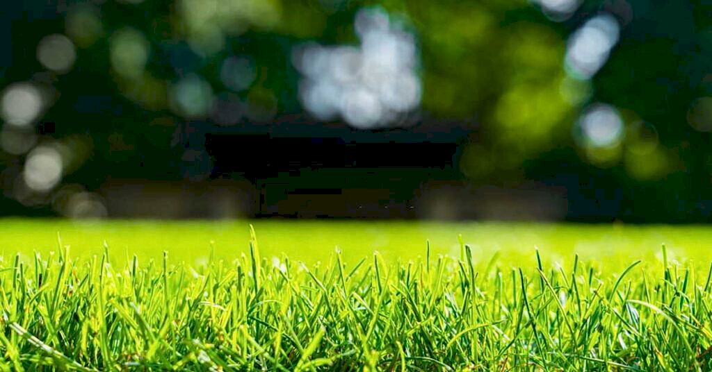 Yapay Çim ve Doğal Çim Arasındaki Farklar Nelerdir?