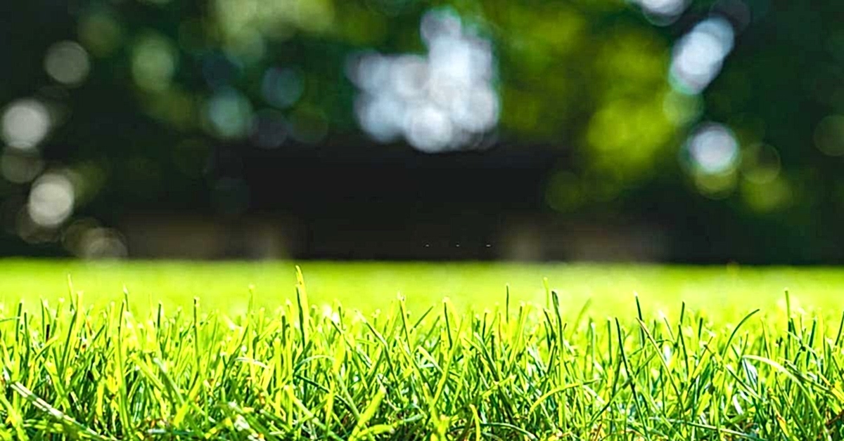 yapay cim ve dogal cim arasindaki farklar nelerdir